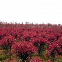 常年供應(yīng)香樟，廣玉蘭，大葉女貞等各種綠化苗木