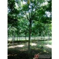 供應(yīng)油松，白皮松，側(cè)柏，蜀儈，欒樹，華山松