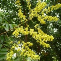 云杉(紅皮)云杉(青桿)樟子松黃冠柳旱柳山杏白樺偃伏來木紅瑞木白