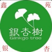 山東銀杏低級(jí)出售