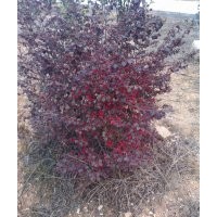 紅花繼木的作用/安徽紅花繼木苗/安徽紅花繼木球價(jià)格