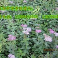 供應(yīng)碗碗苗木、容器苗木、叢生紅葉李、金葉榆