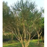 重慶苗木供應(yīng)！喬木