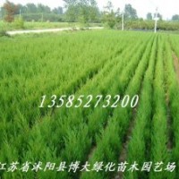 45萬棵80公分高蜀檜低價(jià)直銷-80公分高蜀檜價(jià)格便宜【量大價(jià)低】