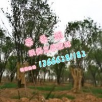 長(zhǎng)期供應(yīng)茶條槭15-50公分