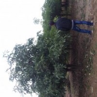 苗木清場幌傘楓,黃槐,盆架子