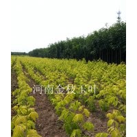 金葉復(fù)葉槭，北美紅楓秋火焰 15539560022