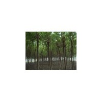 供應(yīng)重陽木樹、重陽木