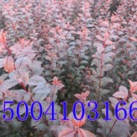 密枝紅葉李，密枝紅葉李價(jià)格