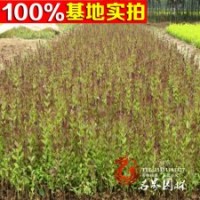 紫葉女貞 紅葉女貞 紅頭女貞