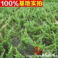 大量供應(yīng) 地柏 鋪地柏又名爬地柏