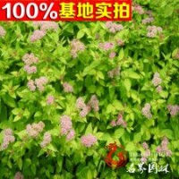 供應(yīng)繡線菊小苗 日本繡線菊 珍珠繡線菊