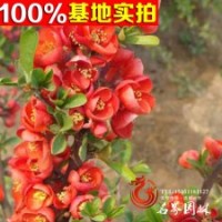 長期供應(yīng) 貼梗海棠灌木 紅花海棠