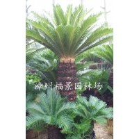 福建鐵樹基地 蘇鐵價(jià)格