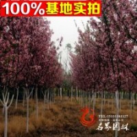 供應(yīng)海棠苗 工程苗木 垂絲海棠