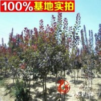 基地常年批發(fā)供應(yīng)紅櫨規(guī)格全價格低