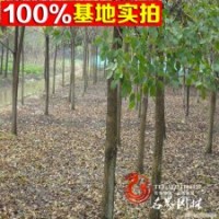 重陽木 秋楓種苗 數(shù)量大 價格低