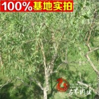 基地出售正宗枸杞樹，寧夏枸杞