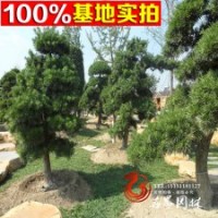 苗圃批發(fā)各種規(guī)格大