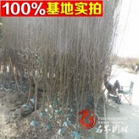 供應(yīng)苗木 廠家直銷 王府海棠