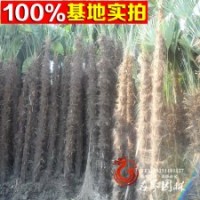 棕櫚 棕樹(shù) 棕櫚樹(shù)苗 庭院綠化樹(shù)