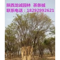 供應(yīng)叢生茶條槭