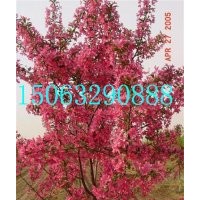 紅衣主教海棠接穗，紅衣主教海棠價格，臨沂北美海棠研究所