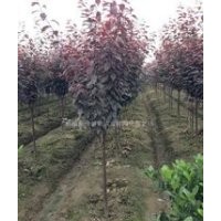 3公分4公分5公分6公分8公分紅葉李 紫葉李