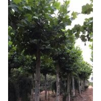 山東哪里有速生法桐8公分法桐