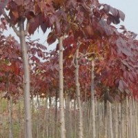 紅葉白蠟、白蠟、彩葉苗木、萊州、接穗、小苗