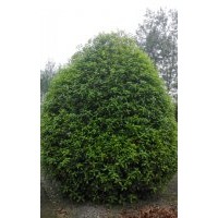 長期供應(yīng)桂花