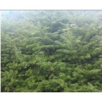 冷杉，冷杉苗，杉松樹苗，遼東冷杉苗，冷杉苗基地