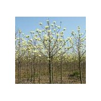 白玉蘭，中山杉，落羽杉