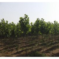 大量法桐供應(yīng)中