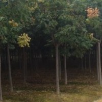 欒樹，欒樹價(jià)格，欒樹苗木，欒樹苗