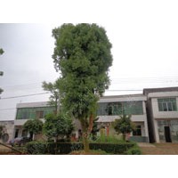 供應(yīng)23-25公分移植香樟樹，26公分-28公分精品香樟樹