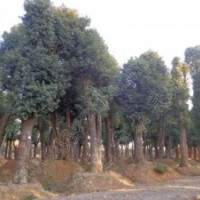 42公分-45公分香樟樹，42-45公分香樟樹價(jià)格