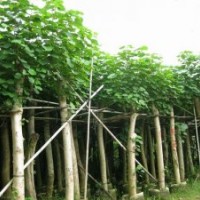 廣東黃槿-云南黃槿-四川黃槿-廣西黃槿-海南黃槿-貴州黃槿