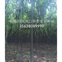 長年供應(yīng)楸樹