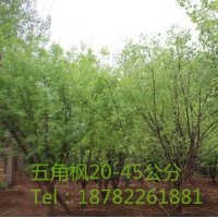 基地大量供應(yīng)五角楓20-45公分