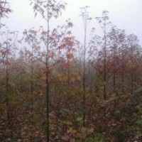 江蘇主產(chǎn)10公分12公分15公分18公分楓香價格 楓香產(chǎn)地