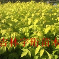 金葉復(fù)葉槭