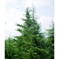 雪松.蜀檜.龍柏.（廣、白、紅、紫）玉蘭.紅葉石楠