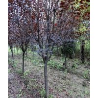 烏桕.海棠.落羽杉.水杉.中山杉.七葉樹.紫薇.紅葉李