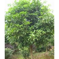 櫻花.紅楓.雞爪槭.木槿.臘梅.桂花.石楠球.海桐球