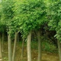 1—4年冠移栽種植國槐、白臘、速生白臘、欒樹