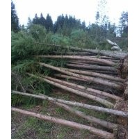 湖北柳杉苗★|湖北柳杉苗&柳杉價(jià)格