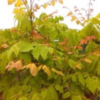 金葉欒 金葉欒小苗 金葉欒基地 金葉欒接穗