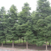 大量供應(yīng)成都楨楠（8公分至18公分）