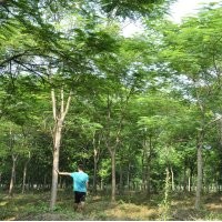 廣東佛山鳳凰木